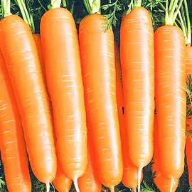 Морковь Алтайская сахарная