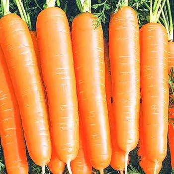 Морковь Алтайская сахарная Уральский дачник