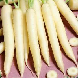 Морковь Белая королева