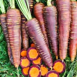 Морковь Королева фиолетовая F1