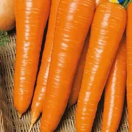 Морковь Мармелад оранжевый