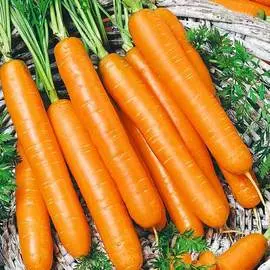 Морковь Нантская Семко F1