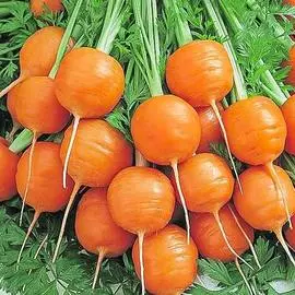 Морковь Полярная клюква