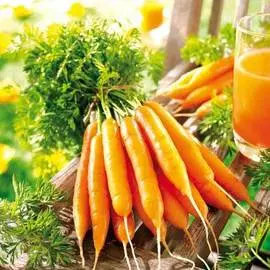 Морковь сахарная Лакомка F1