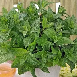 Мята Забава