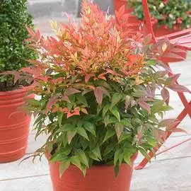 Георгина декоративная (далия) Томас Эдисон