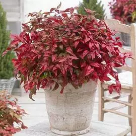 Георгина Чики Глоу