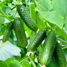 Огурец Аленушка F1