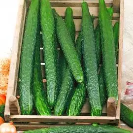 Огурец Аллигатор F1