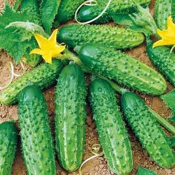 Огурец Анника F1 Седек