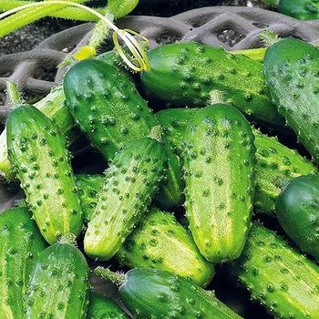 Огурец Августин F1 Уральский дачник