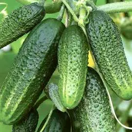Огурец Бабушкин внучок F1