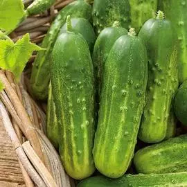 Огурец Байконур F1