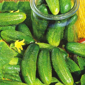 Огурец Баночный F1, семена