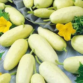 Огурец Белоснежка F1