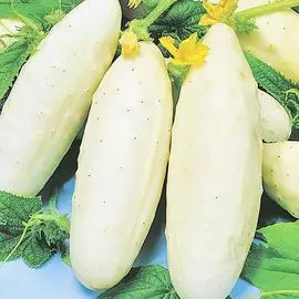 Огурец Белый сахар F1