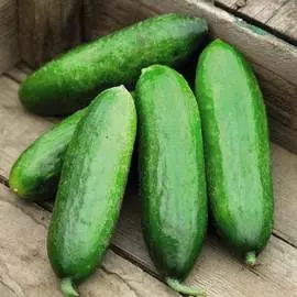 Огурец Бимбо-стар F1