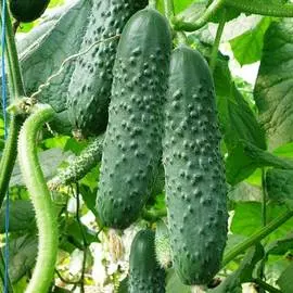 Огурец Борисыч F1