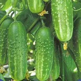 Огурец Чародей F1