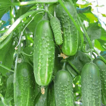 Огурец Чародей F1 Уральский дачник