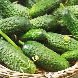 Огурец Добрыня F1