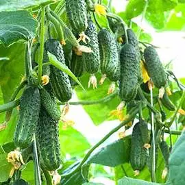 Огурец Домашнее чудо F1