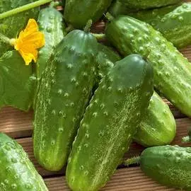 Огурец Феличита F1