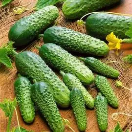 Огурец Филиппок F1