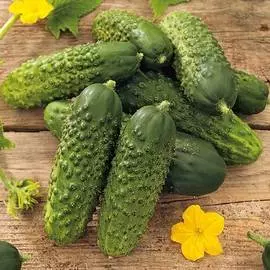 Огурец Фуро F1