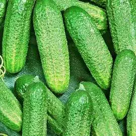 Огурец Гармония РЗ F1