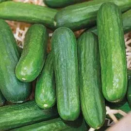 Огурец Герольд F1