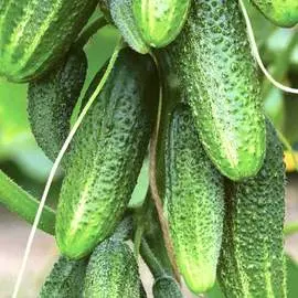 Огурец Гирлянда F1