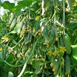 Огурец Городской огурчик F1