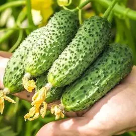 Огурец Гоша F1