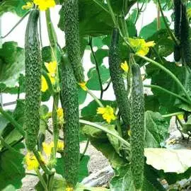 Огурец Хрустящий аллигатор F1