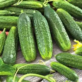 Огурец Хрустящий король F1