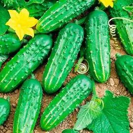 Огурец Изумрудная семейка F1