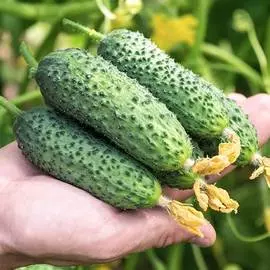 Огурец Эстет F1