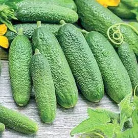 Огурец Клодин F1