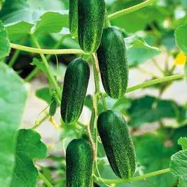Огурец Красавчик F1