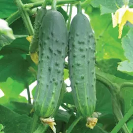Огурец Красавчик Хикмет F1