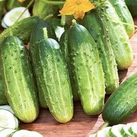 Огурец Ласточка F1