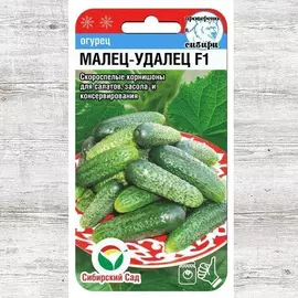 Огурец Малец-удалец F1