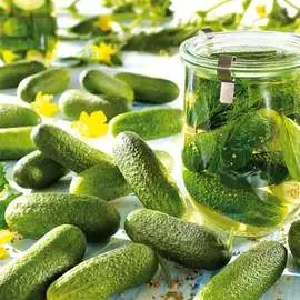 Огурец Малосольный