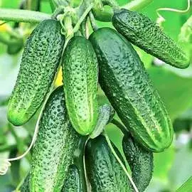 Огурец Малютка-Анютка F