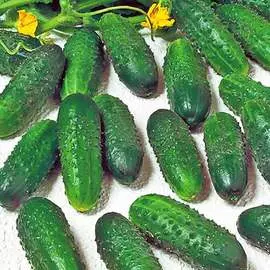 Огурец Маринда F1