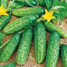 Огурец Мурашка F1