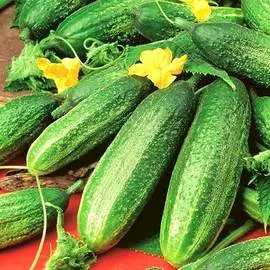 Огурец Отелло F1
