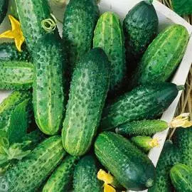 Огурец Пасадобль F1