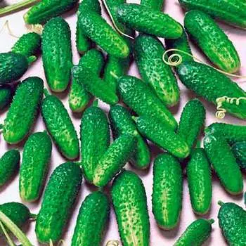 Огурец Пасамонте F1